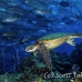 turtle_sea_green_dar_h_0224_ecu1009.jpg
